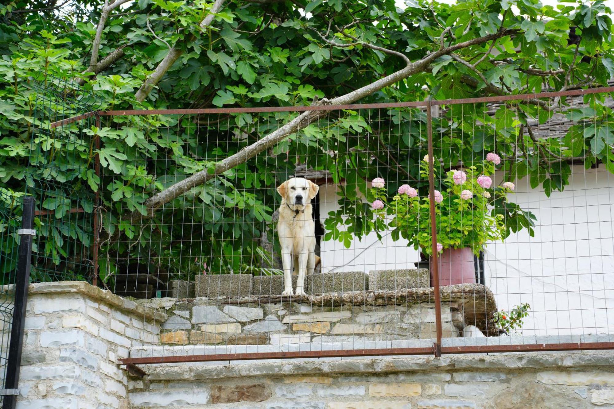 Castlefront Villa Gjirokastër Eksteriør billede